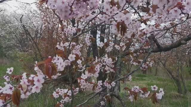 Цветущий сад ВИР Владивосток