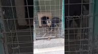 Собака Дина