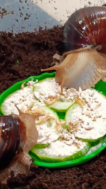 ну вот поспали, теперь можно и поесть! 🤗😋🤩 #ахатины #