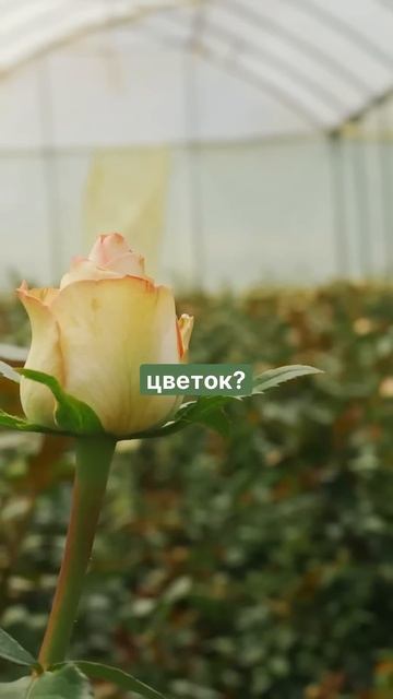 Как плантации успевают вырастить миллионы цветов к 8 м