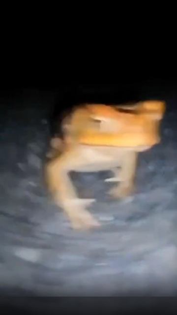 Лягушка и бархатные тяги