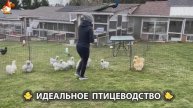Идеальное птицеводство достойно восхищения 🐓🦆🦢🦚🦃🐔 эпизод (188)