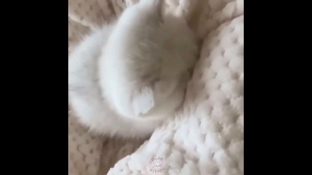 Милые котятки , коты и кошки играют и веселяться, такие классные, прикольные и жизнерадостные