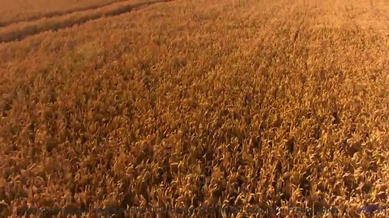 Звук уносит туда, где заканчиваются карты и дороги - Hot Sand -- Independent Music Licensing Collect