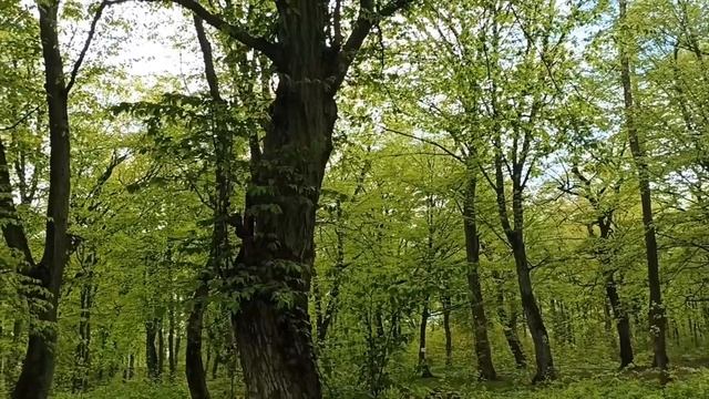 Лесопарк Теодора Кроне.Калининград