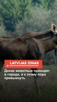 Дикие животные приходят в города, и к этому пора привы?