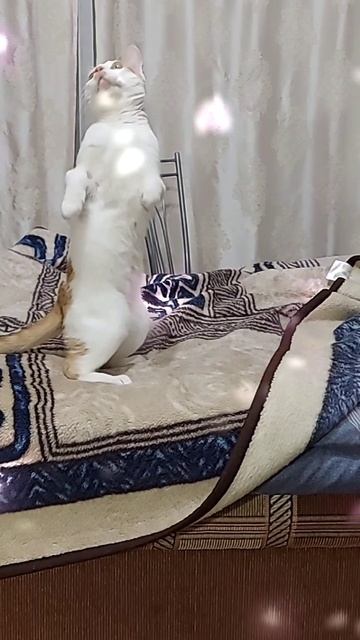 Котик на лапках.