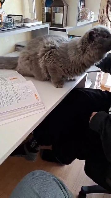 котик