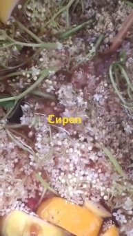 заготовка сиропов от кашля