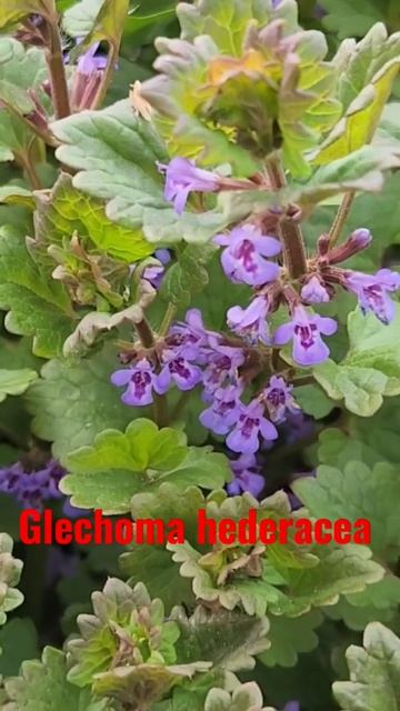 #Будра плющевидная #Glechomahederacea #BELARUS #wildnature