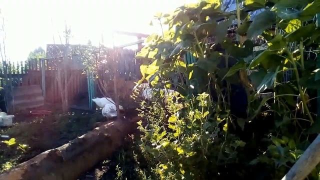Утро //Встречаю Мужа после ночной смены //Вывелись Гуся