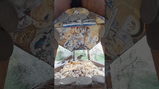 1000042809.mp4Жизнь кормушки.09.05.2025г.
