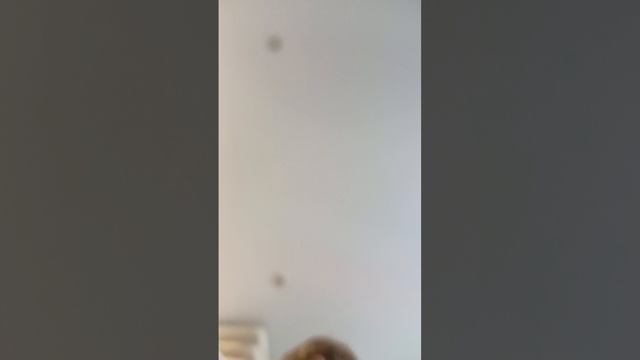 пол - это Лава