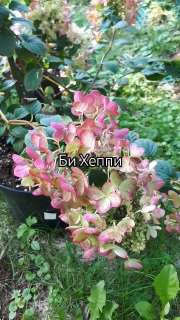 #продажагортензий бесплатная доставка