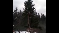 Рост Равиль и Харп валят ель