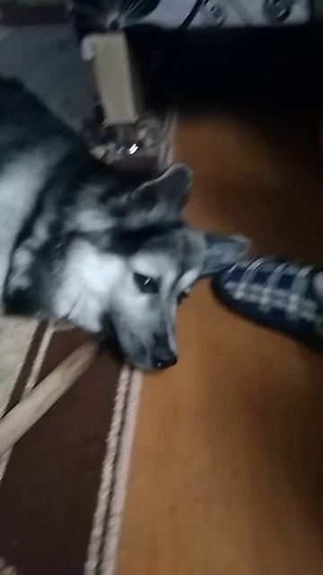 животинушка