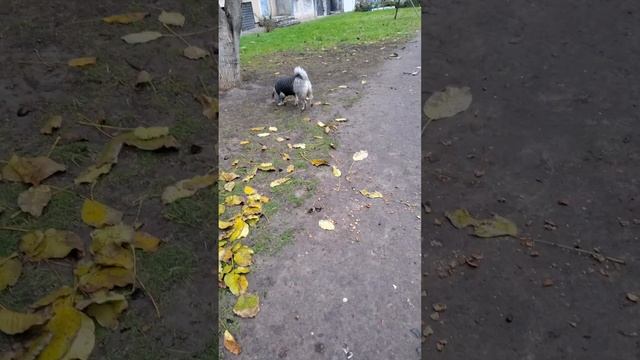 ХОЧЕШЬ ЖИТЬ УМЕЙ ВЕРТЕТЬСЯ! #Голубхоче кушать#утреняя?
