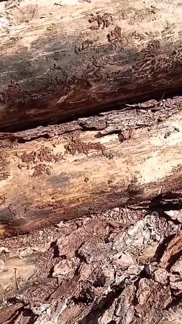 Листья березы и коза 🌳
