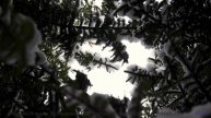 Каждый аккорд будто открывает новый угол планеты - The Little Lifeform That Could -- The Polish Amba