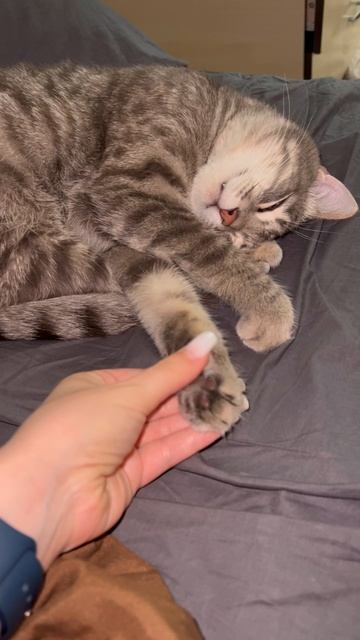 Милый спящий котя 🐱