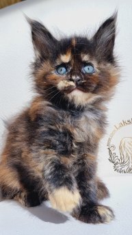 Umochka Mos Lakshestar котенок мейн кун 6 недель.