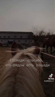 спасибо, что рядом есть лошади ❤️