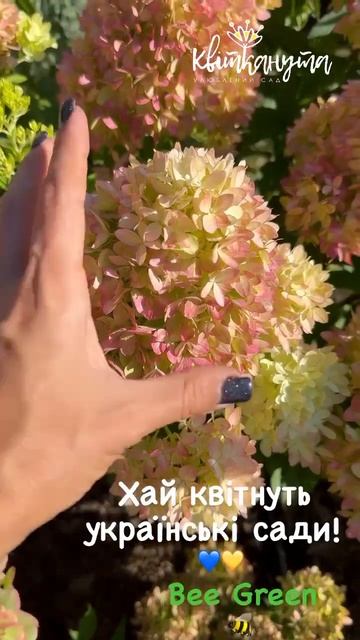 Гортензія волотиста Бі Грін / Bee Green. Зміни. 14.08.24