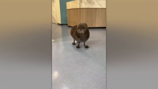 МИЛЕЙШИЕ_ДЕТЕНЫШИ_ЖИВОТНЫХ,_ОТ_КОТОРЫХ_НЕВОЗМОЖНО_УСТОЯТЬ