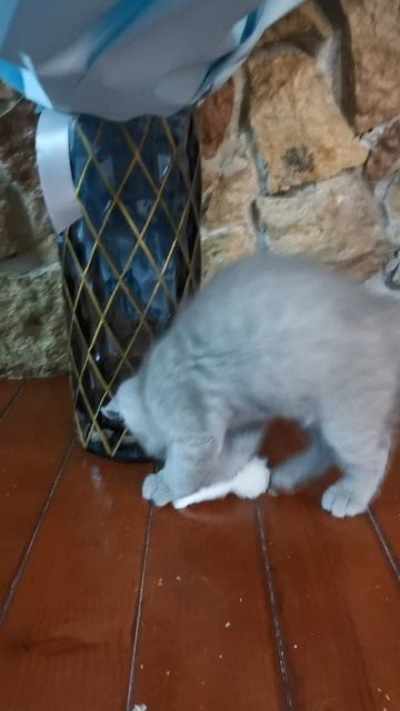 VID_20250503_192603.mp4