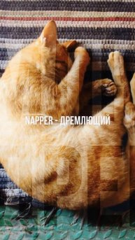 Слова на букву N