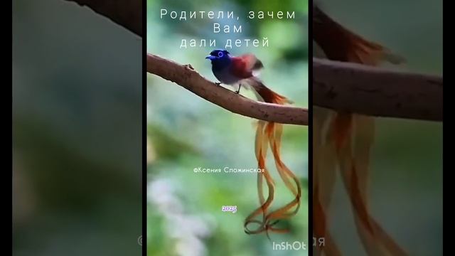 #родители #зачем #вам #дали #детей
#любовь #дети