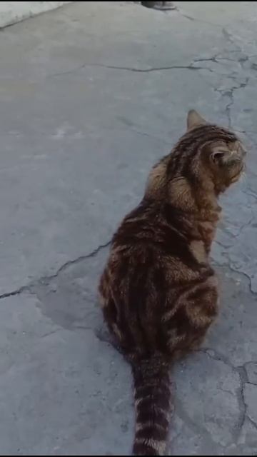 Британская кошка, шикарный окрас, ищет дом г Семей. Бол