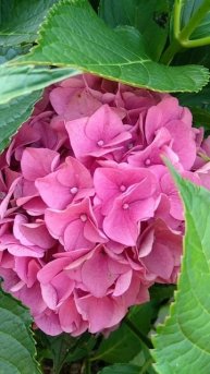 Август 🌿🌾🌸#hydrangea #гортензии #крупнолистныегортензи