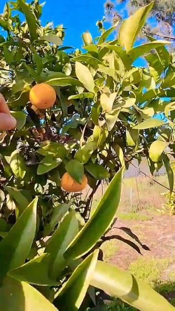 Собрали Урожай. Домашние гранаты и мандарины. Португа?