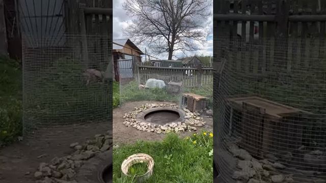 Замена воды у уток