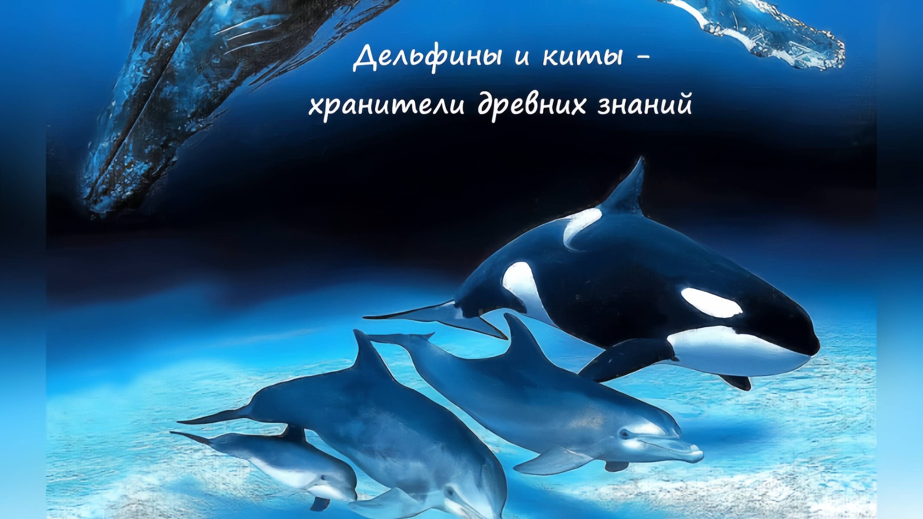 Дельфины и киты - хранители древних знаний