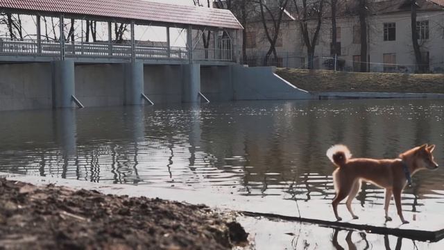 Do’Way - натуральное питание для собак, BARF, натуралка, ДО/ПОСЛЕ, Сиба-ину