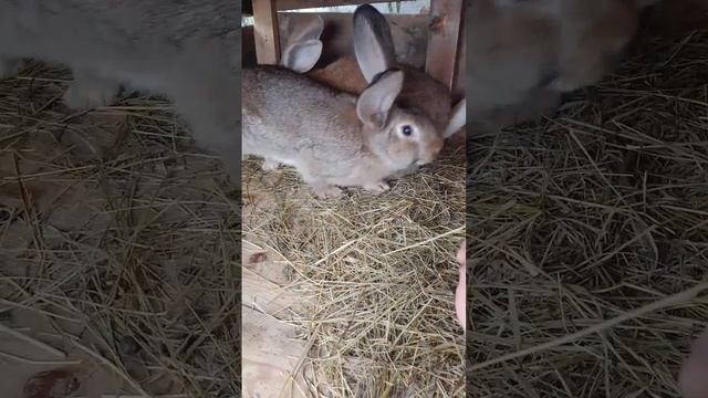 Тёма показывает своих кроликов 🙂