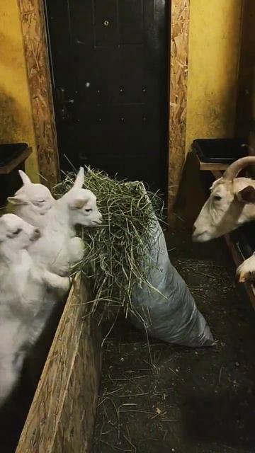 Козлята вовсю едят ароматное сено