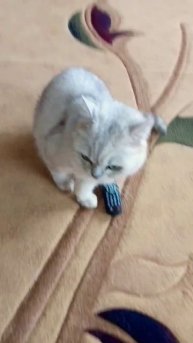 На Следующий День,после гулянки #юмор #веселыекоты #пр?