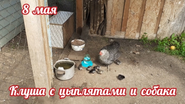 клуша с цыплятами и собака....