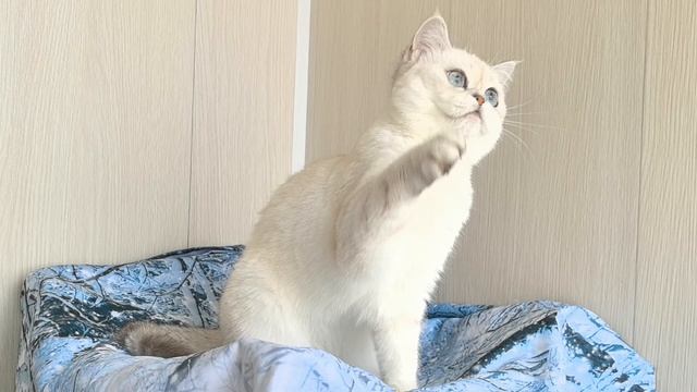 VID_20250509_135231.mp4