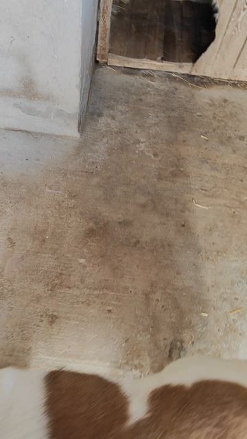 Вот так любя рычит Мишка