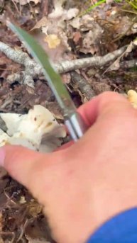 Груздь перечный Lactarius piperatus. Lactifluus piperatus. Грибы Крыма. Л?