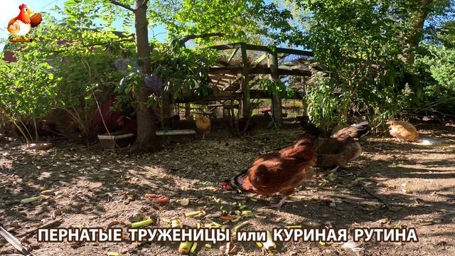 Куры несушки свободного выгула и их обычная куриная рутина – эпизод (262)