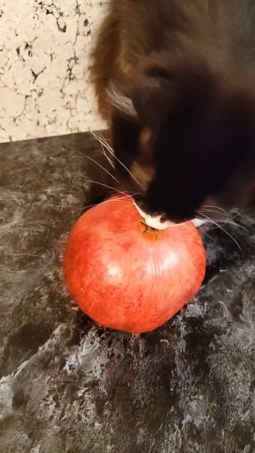 Коты и большой гранат