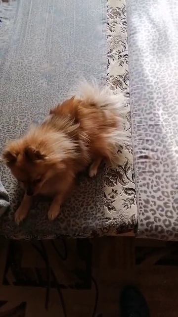 собачка