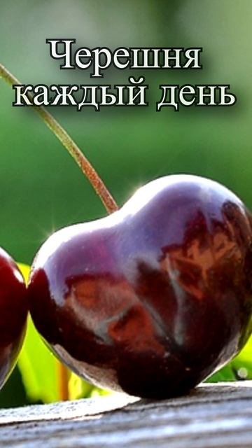 Можно ли каждый день есть черешню?