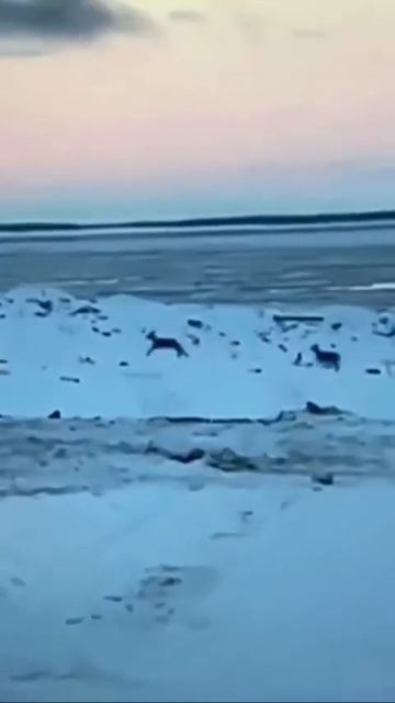 Спасение Сибирской Косули