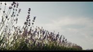 Поля танцуют, когда включается такой саунд - My Word -- Derek Clegg -- Good Graces